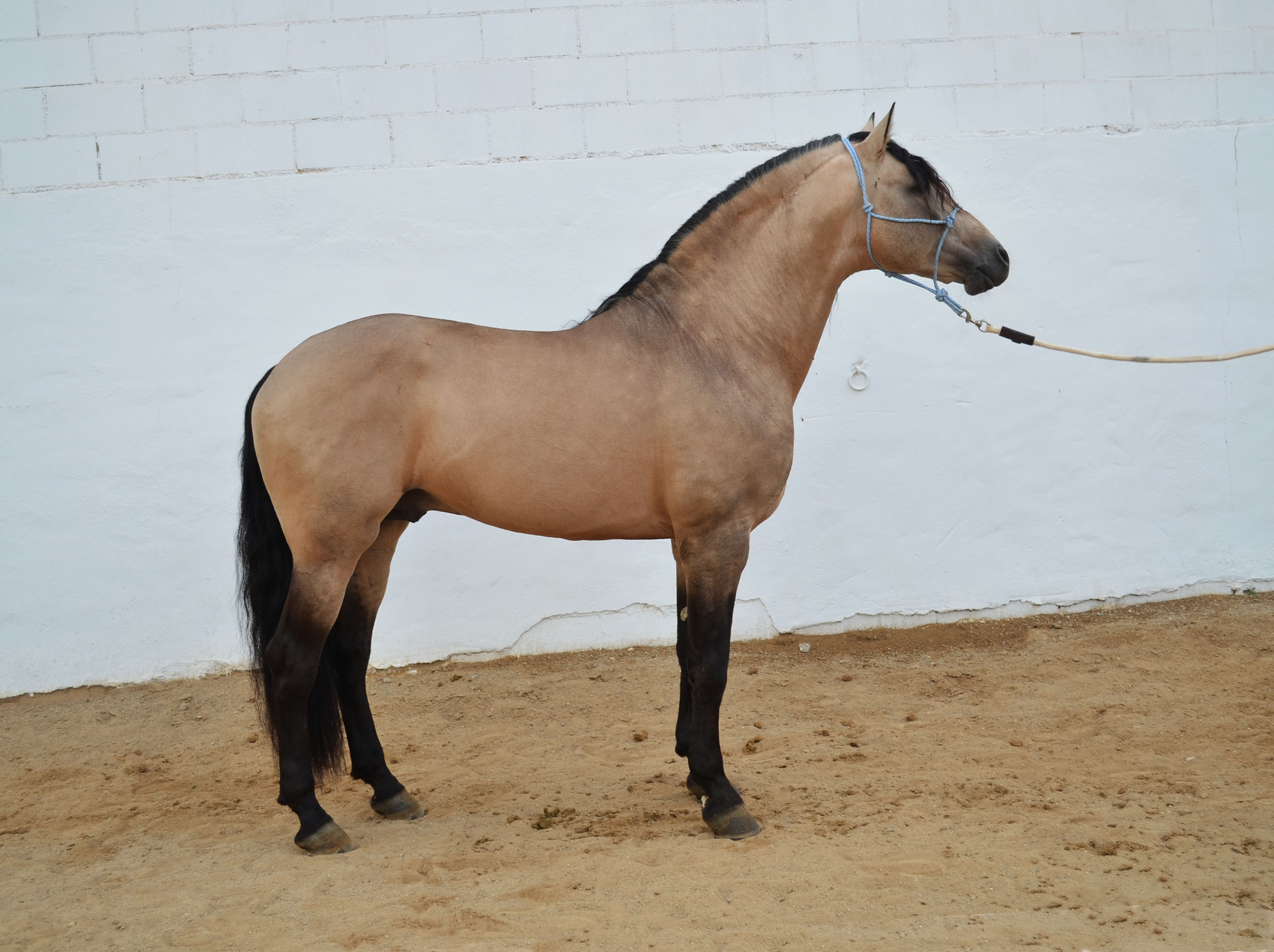 Caballo en Venta